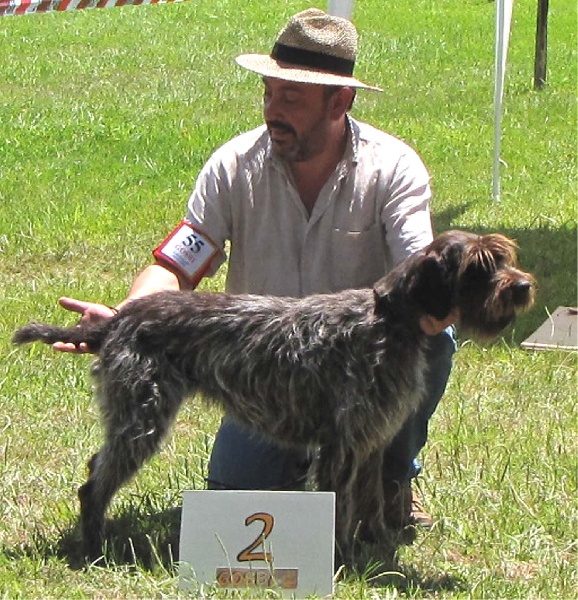 CH. Babou du Val de Geoffroy Tete Noire