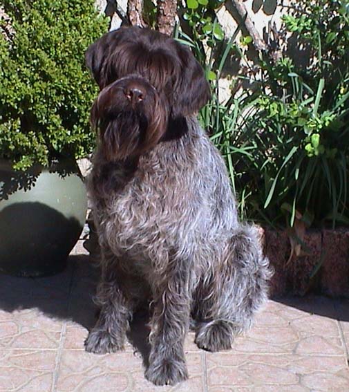 Basil du Val de Geoffroy Tete Noire