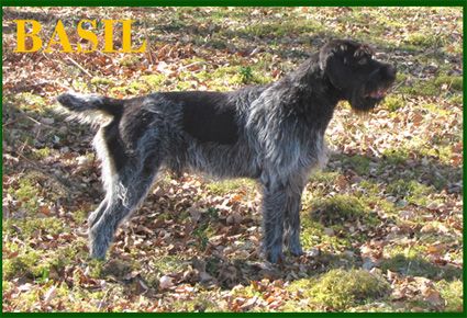 Basil du val de geoffroy tête noire du Val de Geoffroy Tete Noire